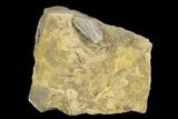Fossil Crinoid (Pentamaricrinus) - Alabama #122404-1